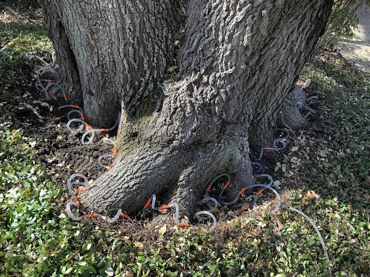 Detailed Tree Cabling and Bracing job site in Ormsby