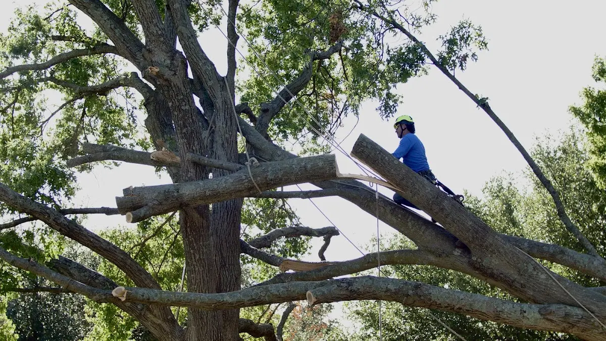 Professional Crown Thinning performed by certified arborists in Ormsby